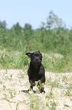 STAFFIE 040